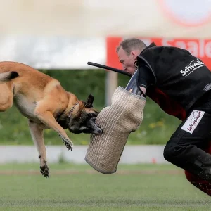 Bastones, fustas, palos y Látigos