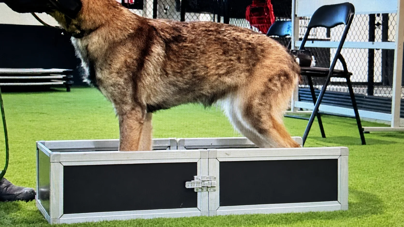 Perro trabajando dentro de la TECHNIKBOX G2 plataforma de entrenamiento canino
